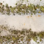 Trattamento antimuffa: che cos’è, come funziona e come farlo